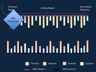 Promoter
Region

Termination
Sequence

Coding Region

RNA
Polymerase

Thymine
DNA Strand 1

Adenine

Guanine
DNA Strand 2

Cytosine

 