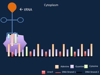 Cytoplasm

 tRNA

Ribosome

Adenine
Uracil

Guanine

DNA Strand 1

Cytosine
DNA Strand 2

 