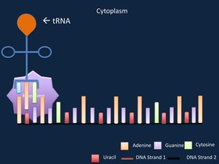 Cytoplasm

 tRNA

Ribosome

Adenine
Uracil

Guanine

DNA Strand 1

Cytosine
DNA Strand 2

 