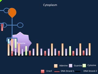Cytoplasm

Ribosome

Adenine
Uracil

Guanine

DNA Strand 1

Cytosine
DNA Strand 2

 