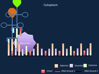 Cytoplasm

Ribosome

Adenine
Uracil

Guanine

DNA Strand 1

Cytosine
DNA Strand 2

 