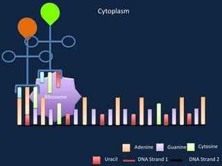 Cytoplasm

Ribosome

Adenine
Uracil

Guanine

DNA Strand 1

Cytosine
DNA Strand 2

 