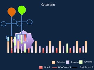 Cytoplasm

Ribosome

Adenine
Uracil

Guanine

DNA Strand 1

Cytosine
DNA Strand 2

 