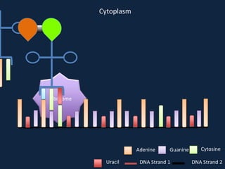 Cytoplasm

Ribosome

Adenine
Uracil

Guanine

DNA Strand 1

Cytosine
DNA Strand 2

 