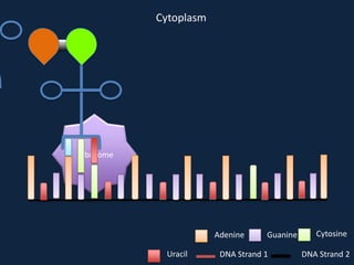 Cytoplasm

Ribosome

Adenine
Uracil

Guanine

DNA Strand 1

Cytosine
DNA Strand 2

 