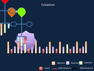 Cytoplasm

Ribosome

Adenine
Uracil

Guanine

DNA Strand 1

Cytosine
DNA Strand 2

 