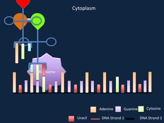Cytoplasm

Ribosome

Adenine
Uracil

Guanine

DNA Strand 1

Cytosine
DNA Strand 2

 