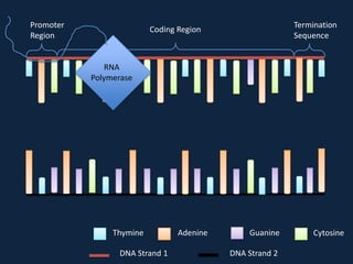 Promoter
Region

Termination
Sequence

Coding Region

RNA
Polymerase

Thymine
DNA Strand 1

Adenine

Guanine
DNA Strand 2

Cytosine

 