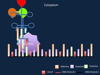 Cytoplasm

Ribosome

Adenine
Uracil

Guanine

DNA Strand 1

Cytosine
DNA Strand 2

 