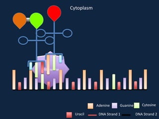 Cytoplasm

Ribosome

Adenine
Uracil

Guanine

DNA Strand 1

Cytosine
DNA Strand 2

 