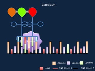 Cytoplasm

Ribosome

Adenine
Uracil

Guanine

DNA Strand 1

Cytosine
DNA Strand 2

 