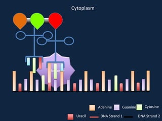 Cytoplasm

Ribosome

Adenine
Uracil

Guanine

DNA Strand 1

Cytosine
DNA Strand 2

 