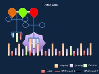 Cytoplasm

Ribosome

Adenine
Uracil

Guanine

DNA Strand 1

Cytosine
DNA Strand 2

 