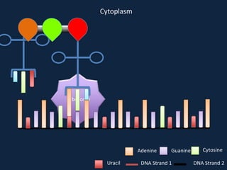 Cytoplasm

Ribosome

Adenine
Uracil

Guanine

DNA Strand 1

Cytosine
DNA Strand 2

 