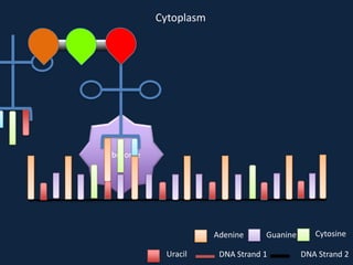 Cytoplasm

Ribosome

Adenine
Uracil

Guanine

DNA Strand 1

Cytosine
DNA Strand 2

 