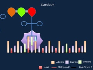 Cytoplasm

Ribosome

Adenine
Uracil

Guanine

DNA Strand 1

Cytosine
DNA Strand 2

 
