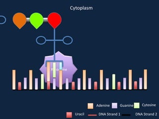Cytoplasm

Ribosome

Adenine
Uracil

Guanine

DNA Strand 1

Cytosine
DNA Strand 2

 
