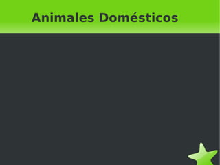 Animales Domésticos 