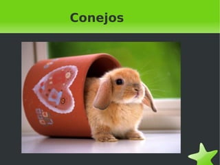 Conejos 