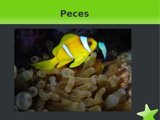 Peces 