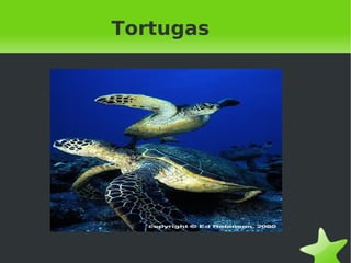 Tortugas 