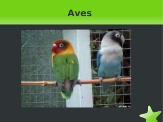 Aves 