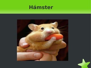 Hámster 