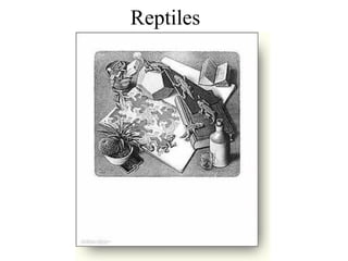 Reptiles 
