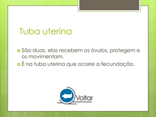 Tuba uterina

 São duas, elas recebem os óvulos, protegem e
  os movimentam.
 É na tuba uterina que ocorre a fecundação.
 