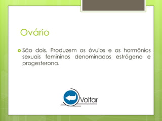 Ovário
 Sãodois. Produzem os óvulos e os hormônios
 sexuais femininos denominados estrógeno e
 progesterona.
 