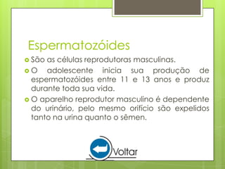 Espermatozóides
 São as células reprodutoras masculinas.
O    adolescente inicia sua produção de
  espermatozóides entre 11 e 13 anos e produz
  durante toda sua vida.
 O aparelho reprodutor masculino é dependente
  do urinário, pelo mesmo orifício são expelidos
  tanto na urina quanto o sêmen.
 