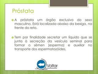 Próstata
A   próstata um órgão exclusivo do sexo
 masculino. Está localizada abaixo da bexiga, na
 frente do reto.

 Tem por finalidade secretar um líquido que se
 junta à secreção da vesícula seminal para
 formar o sêmen (esperma) e auxiliar no
 transporte dos espermatozóides.
 