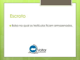Escroto
 Bolsa   na qual os testículos ficam armazenados.
 