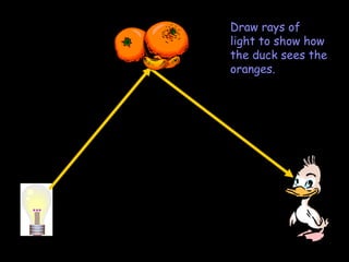 Draw rays of light to show how the duck sees the oranges. 