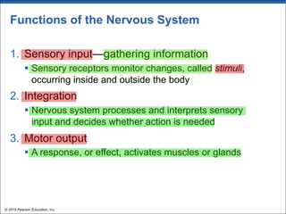 Functions of the Nervous System
1. Sensory input—gathering information
§ Sensory receptors monitor changes, called stimuli,
occurring inside and outside the body
2. Integration
§ Nervous system processes and interprets sensory
input and decides whether action is needed
3. Motor output
§ A response, or effect, activates muscles or glands
© 2018 Pearson Education, Inc.
 