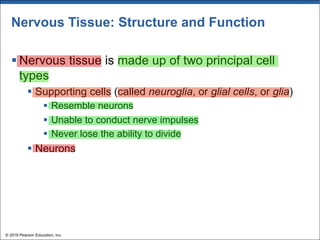 Nervous Tissue: Structure and Function
§ Nervous tissue is made up of two principal cell
types
§ Supporting cells (called neuroglia, or glial cells, or glia)
§ Resemble neurons
§ Unable to conduct nerve impulses
§ Never lose the ability to divide
§ Neurons
© 2018 Pearson Education, Inc.
 