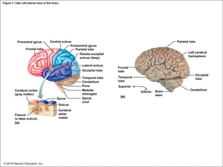 Figure 7.13ab Left lateral view of the brain.
© 2018 Pearson Education, Inc.
Precentral gyrus
Frontal lobe
Central sulcus
Postcentral gyrus
Parietal lobe
Parieto-occipital
sulcus (deep)
Lateral sulcus
Occipital lobe
Temporal lobe
Cerebellum
Pons
Medulla
oblongata
Spinal
cord
Frontal
lobe
Temporal
lobe
Superior
Inferior
(b)
Brain
stem
Parietal lobe
Left cerebral
hemisphere
Occipital
lobe
Cerebellum
Cerebral cortex
(gray matter)
Gyrus
Sulcus
Fissure
(a deep sulcus)
(a)
Cerebral
white
matter
 