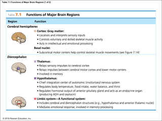 Table 7.1 Functions of Major Brain Regions (1 of 2)
© 2018 Pearson Education, Inc.
 