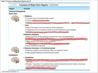 Table 7.1 Functions of Major Brain Regions (2 of 2)
© 2018 Pearson Education, Inc.
 
