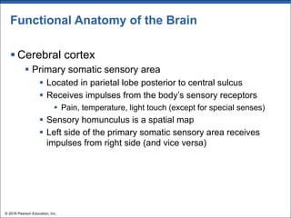 Functional Anatomy of the Brain
§ Cerebral cortex
§ Primary somatic sensory area
§ Located in parietal lobe posterior to central sulcus
§ Receives impulses from the body’s sensory receptors
§ Pain, temperature, light touch (except for special senses)
§ Sensory homunculus is a spatial map
§ Left side of the primary somatic sensory area receives
impulses from right side (and vice versa)
© 2018 Pearson Education, Inc.
 