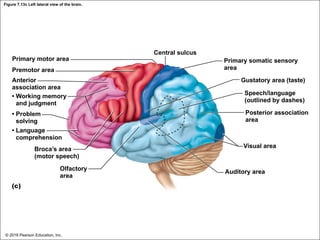 Figure 7.13c Left lateral view of the brain.
Primary motor area
Premotor area
Anterior
association area
• Working memory
and judgment
• Problem
solving
• Language
comprehension
Broca’s area
(motor speech)
Olfactory
area
(c)
Central sulcus
Primary somatic sensory
area
Gustatory area (taste)
Speech/language
(outlined by dashes)
Posterior association
area
Visual area
Auditory area
© 2018 Pearson Education, Inc.
 