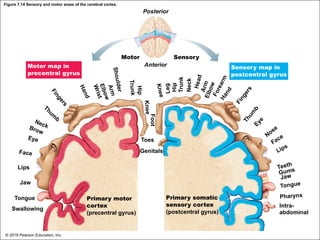 Figure 7.14 Sensory and motor areas of the cerebral cortex.
Posterior
Motor
Anterior
Sensory
Toes
Genitals
Lips
Jaw
Tongue
Swallowing
Primary motor
cortex
(precentral gyrus)
Primary somatic
sensory cortex
(postcentral gyrus)
Pharynx
Intra-
abdominal
Motor map in
precentral gyrus
Sensory map in
postcentral gyrus
Face
Eye
Brow
Neck
Thum
b
F
i
n
g
e
r
s
H
a
n
d
W
r
i
s
t
E
l
b
o
w
A
r
m
S
h
o
u
l
d
e
r
H
ip
T
ru
n
k
K
n
e
e
Foot
K
n
e
e
L
e
g
Hip
Trunk
Neck
H
e
a
d
A
r
m
E
l
b
o
w
F
o
r
e
a
r
m
H
a
n
d
F
i
n
g
e
r
s
T
h
u
m
b
E
y
e
Nose
Face
Lips
Teeth
Gums
Jaw
Tongue
© 2018 Pearson Education, Inc.
 
