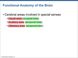 Functional Anatomy of the Brain
§ Cerebral areas involved in special senses
§ Visual area (occipital lobe)
§ Auditory area (temporal lobe)
§ Olfactory area (temporal lobe)
© 2018 Pearson Education, Inc.
 
