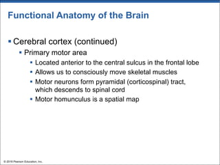 Functional Anatomy of the Brain
§ Cerebral cortex (continued)
§ Primary motor area
§ Located anterior to the central sulcus in the frontal lobe
§ Allows us to consciously move skeletal muscles
§ Motor neurons form pyramidal (corticospinal) tract,
which descends to spinal cord
§ Motor homunculus is a spatial map
© 2018 Pearson Education, Inc.
 