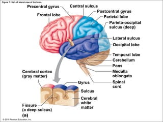 Figure 7.13a Left lateral view of the brain.
Precentral gyrus
Frontal lobe
Central sulcus
Postcentral gyrus
Parietal lobe
Parieto-occipital
sulcus (deep)
Lateral sulcus
Occipital lobe
Temporal lobe
Cerebellum
Pons
Medulla
oblongata
Gyrus
Sulcus
Spinal
cord
Cerebral cortex
(gray matter)
Fissure
(a deep sulcus)
(a)
Cerebral
white
matter
© 2018 Pearson Education, Inc.
 