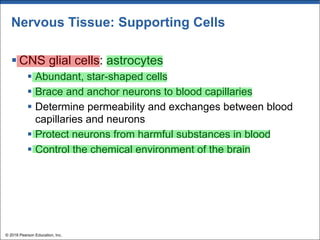 Nervous Tissue: Supporting Cells
§ CNS glial cells: astrocytes
§ Abundant, star-shaped cells
§ Brace and anchor neurons to blood capillaries
§ Determine permeability and exchanges between blood
capillaries and neurons
§ Protect neurons from harmful substances in blood
§ Control the chemical environment of the brain
© 2018 Pearson Education, Inc.
 