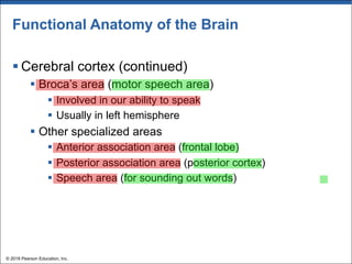 Functional Anatomy of the Brain
§ Cerebral cortex (continued)
§ Broca’s area (motor speech area)
§ Involved in our ability to speak
§ Usually in left hemisphere
§ Other specialized areas
§ Anterior association area (frontal lobe)
§ Posterior association area (posterior cortex)
§ Speech area (for sounding out words)
© 2018 Pearson Education, Inc.
 