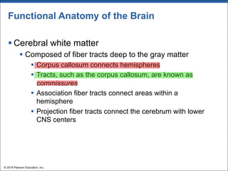 Functional Anatomy of the Brain
§ Cerebral white matter
§ Composed of fiber tracts deep to the gray matter
§ Corpus callosum connects hemispheres
§ Tracts, such as the corpus callosum, are known as
commissures
§ Association fiber tracts connect areas within a
hemisphere
§ Projection fiber tracts connect the cerebrum with lower
CNS centers
© 2018 Pearson Education, Inc.
 