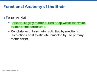 Functional Anatomy of the Brain
§ Basal nuclei
§ “Islands” of gray matter buried deep within the white
matter of the cerebrum
§ Regulate voluntary motor activities by modifying
instructions sent to skeletal muscles by the primary
motor cortex
© 2018 Pearson Education, Inc.
 