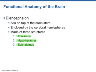 Functional Anatomy of the Brain
§ Diencephalon
§ Sits on top of the brain stem
§ Enclosed by the cerebral hemispheres
§ Made of three structures
1. Thalamus
2. Hypothalamus
3. Epithalamus
© 2018 Pearson Education, Inc.
 